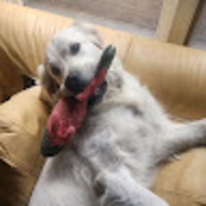 Meet your Posher, Drew